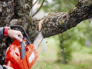 Информация по удалению деревьев 09.12.2020 - 10.12.2020