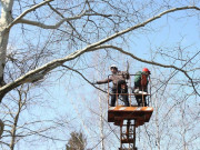 Информация об обрезке ветвей деревьев в Московском районе г.Минска в январе 2021г.