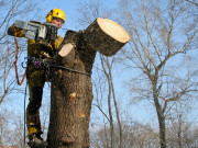 Информация об удалении деревьев по ул. Карла Либкнехта, 80 к. 1, 2, 3 в г. Минске